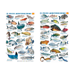 tablilla peces mediterráneo plastificada