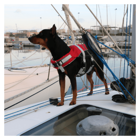 Chaleco Mascota Ayuda Flotabilidad Lalizas