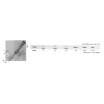 Cañero Desmontable Inox 304
